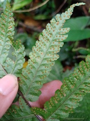 Tectaria sagenioides