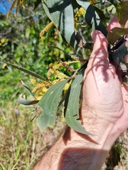 Acacia leiocalyx
