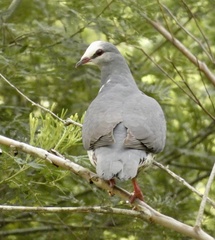 Leucosarcia melanoleuca