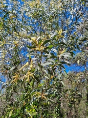 Acacia leiocalyx