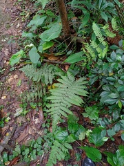 Tectaria sagenioides