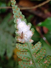 Salticidae