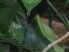 Pericnemis stictica