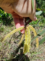 Acacia leiocalyx
