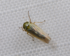 Macrosteles