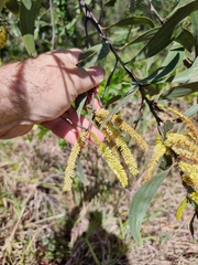 Acacia leiocalyx