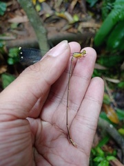 Pericnemis stictica