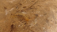 Lithobius