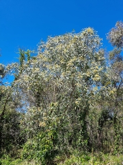 Acacia leiocalyx
