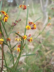 Daviesia leptophylla
