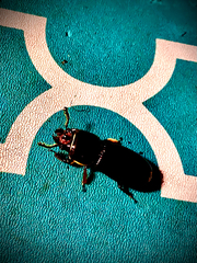 Odontotaenius disjunctus