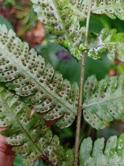 Pteridrys australis