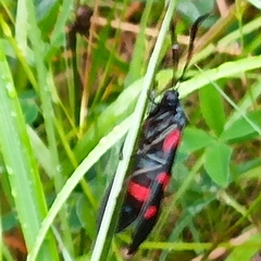 Zygaena ephialtes