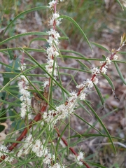 Hakea ulicina
