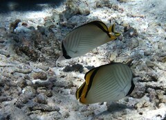 Chaetodon vagabundus