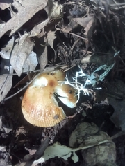 Russula foetens