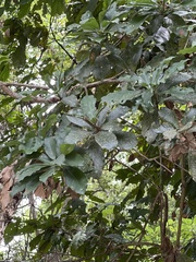 Machilus