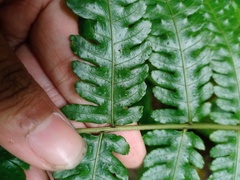Pteridrys australis