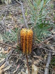 Banksia neoanglica