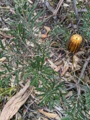 Banksia neoanglica