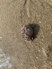 Phalium flammiferum