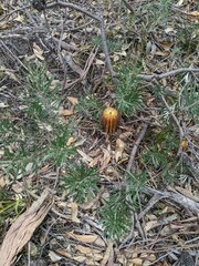 Banksia neoanglica