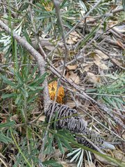 Banksia neoanglica