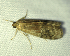 Euzophera semifuneralis