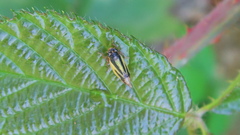 Evacanthus interruptus