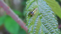 Evacanthus interruptus