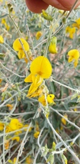 Crotalaria dissitiflora