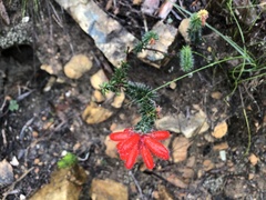 Erica cerinthoides