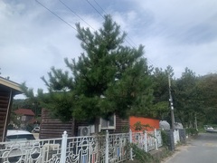 Pinus densiflora