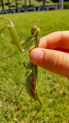 Tenodera sinensis