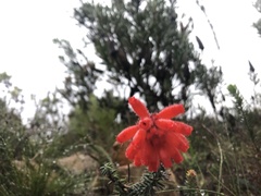 Erica cerinthoides