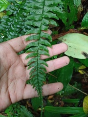Hymenasplenium obscurum