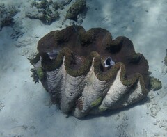 Tridacna gigas