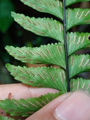 Hymenasplenium obscurum