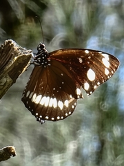 Euploea core corinna