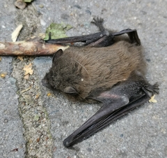 Pipistrellus