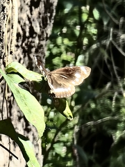 Euploea core corinna