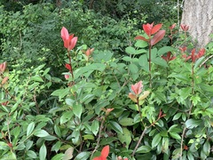 Machilus japonica