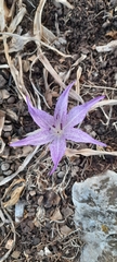 Colchicum