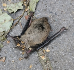 Pipistrellus