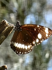 Euploea core corinna