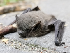 Pipistrellus