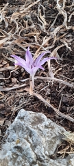 Colchicum