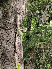 Euploea core corinna