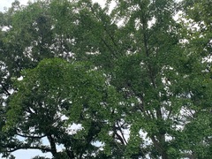 Ginkgo biloba