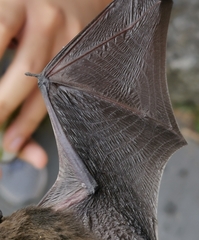 Pipistrellus